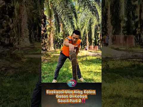 Evakuasi Ular King Kobra Ganas Di Kebun Sawit Part 2‼️ #shorts #viral #viralvideo