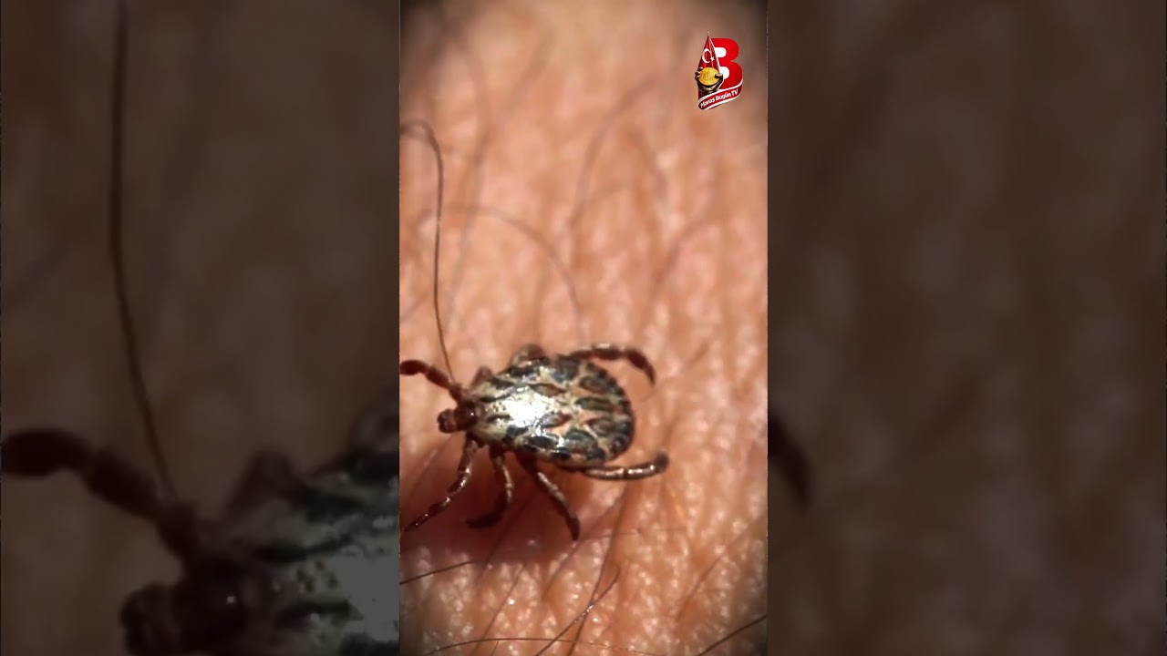 Kahramanmaraş’ta vatandaşlara kene uyarısı: Virüsten daha sinsi