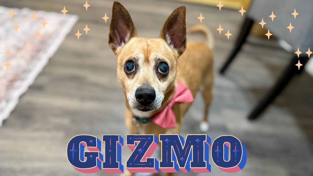 Enlarge Gizmo Do Your Dance, a Adoptable mixed breed in Friendswood, TX video 6/6