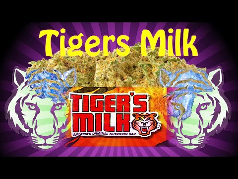 Tiger's Milk Strain Review
