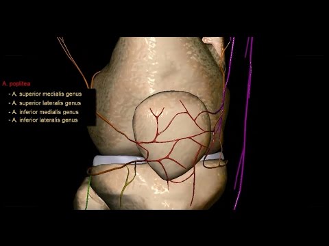 Übungen für das Knie Video MTB Ein wandelndes verursacht Schmerzen in den Rücken