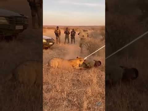 Golden Hour Rescue — Lioness Attack #WildlifeRescue #Conservation