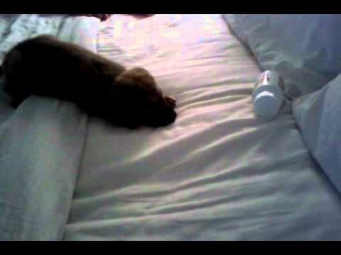 Hazel De George first time growling and barking 3months