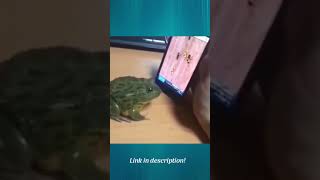 Skilled, funny and cute frog plays mobile game but bites owner instead! #shorts funny animals