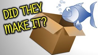 My Fish Have Finally Arrived | Fish Unboxing |They Have Been Missed!