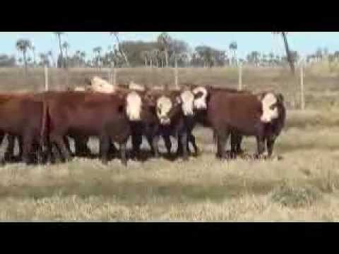 Vaquillonas 1 a 2 años, lote 92 - Remate 75° Lote 21