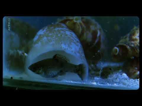 Cone Snail Eats Fish