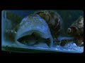 Cone Snail Eats Fish