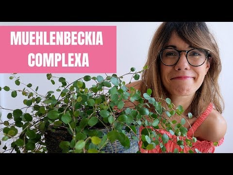YouTube video about: Where to buy angel vine plant?
