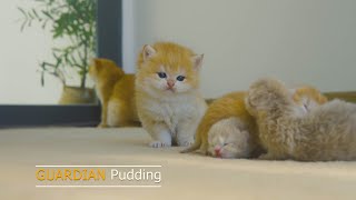 Kitten pudding want to take care of the baby cats when their mother is not around