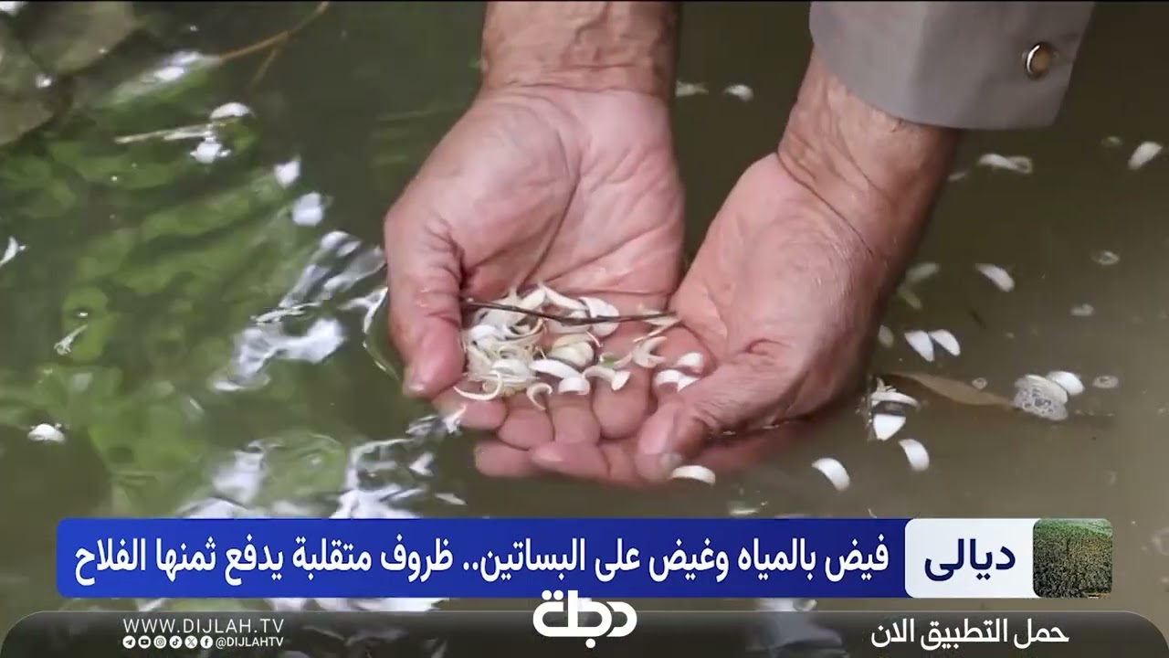 فيديو | فيض بالمياه وغيض على البساتين.. ظروف متقلبة يدفع ثمنها الفلاح