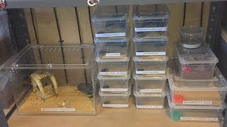 🦂Lets Feed Some Scorpions 🦂