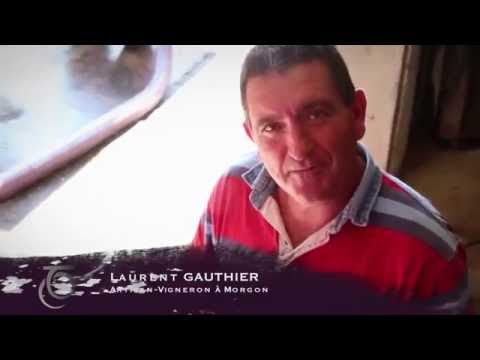 BEAUJOLAIS : Du raisin au vin