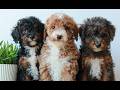 Miniature Poodle dogs for sale: Cora  - Video 1