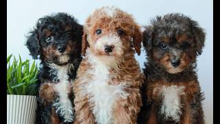 Video preview image #1 Poodle (Miniature) Puppy For Sale in LITITZ, PA, USA