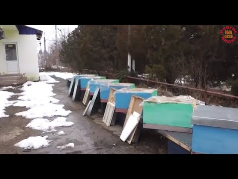 Winterizing Hives - Feeding Bees in Winter with Crystallized Honey Cakes - Beekeeping for Beginners