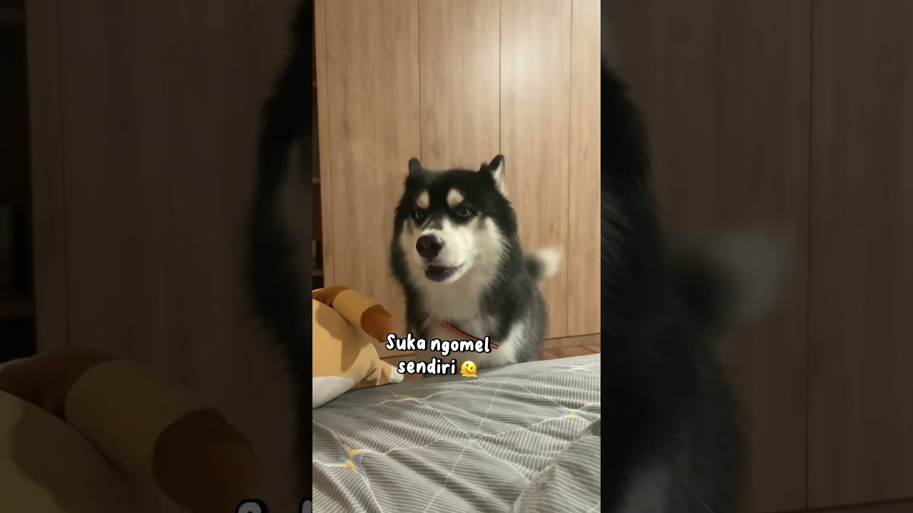 Mau pelihara husky? Cek video diatas sampe habis ya 😌👌🏻 WKWKWK #husky #siberianhusky #dogs