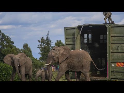 No Comment: Kenya moves its elephants