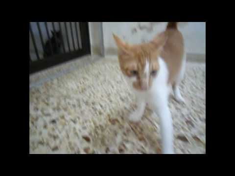 Sadhu wishes for a good home