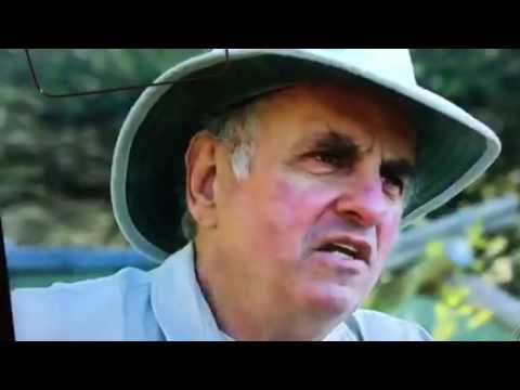 Stoffel the honey badger