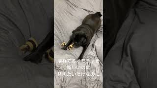 #パグ #おもしろ動画  #おこりんぼ  #かわいい犬