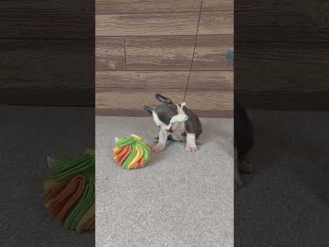 Video 1