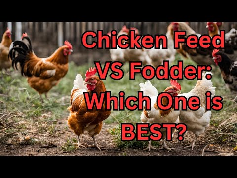 Chicken Fodder vs. Chicken Feed – What’s the Best Choice for Your Flock? 🐔🌱