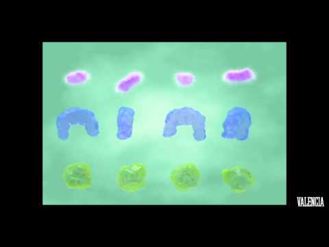 Bruno Marangoni's Reel