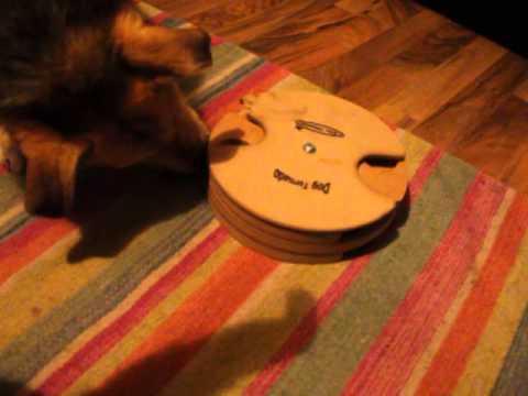 Nasiba spielt mit Dog Tornado