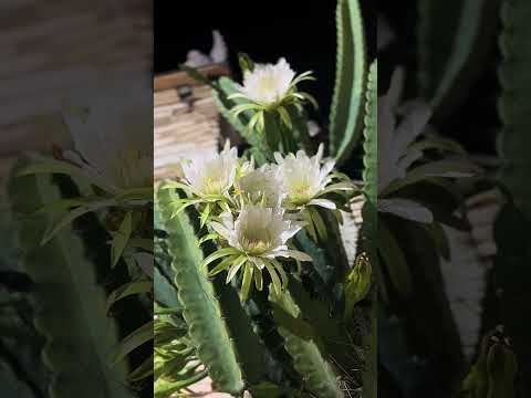 Mandacaru fulorou no santuário da #meninabenigna em #santanadocariri no #ceará #mandacaru #chuvas