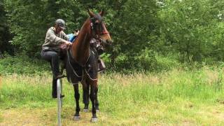 preview picture of video 'Wanderreiten von der Nordsee zur Ostsee HORSE TREKKING GERMANY'