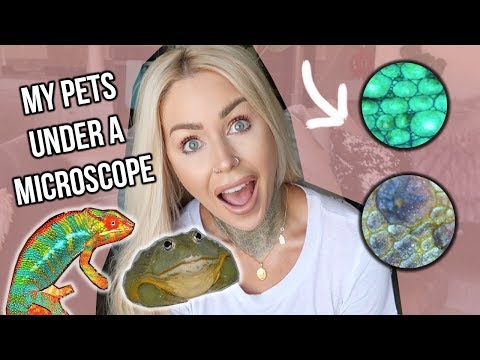 My Pets Under a Microscope! | KristenLeannimal