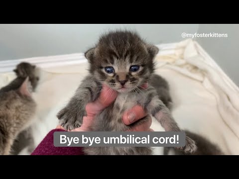 2-week-old Foster Kittens