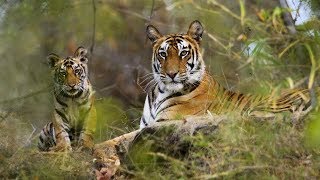 preview picture of video 'मध्यप्रदेश के राष्ट्रीय उद्यान हिंदी में | National Park of Madhya Pradesh IN HINDI | BY MSK'