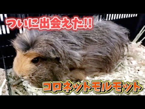 コロネットモルモット