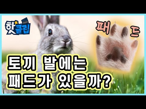 , title : '귀여운 토끼의 비밀  / YTN 사이언스'