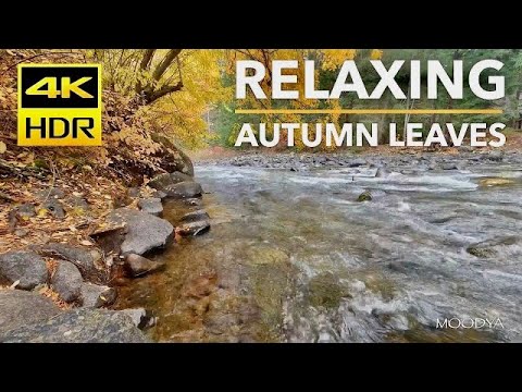 4K HDR Autumn Leaves Stream in the Forest * Relaxing Nature Video * OLED TV Background Soft Music