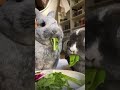 Кролики едят #animals #shorts #rabbit #животные #short #animalblog