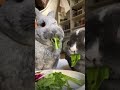 Кролики едят #animals #shorts #rabbit #животные #short #animalblog