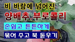 [텃밭농부 1,438]  비 바람에 넘어진 양배추, 부로콜리 묶어 주고 북돋우기 #양배추재배 #부로콜리재배