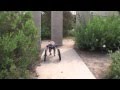 dog wheelchairs
