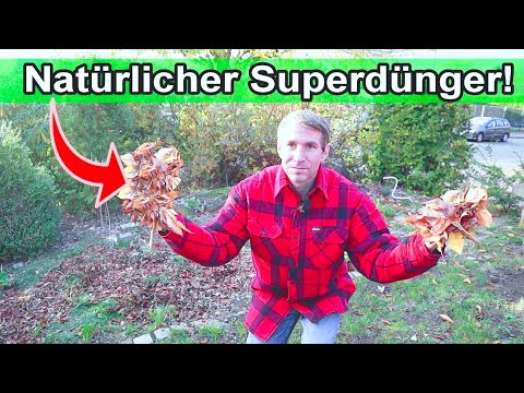 So wird aus Laub ein SUPERDÜNGER für deinen GARTEN!