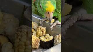 Download lagu 🇨🇴 Travelogue- Feast; yum! #cartagena #colombia #bird #parrot #cute #fun mp3