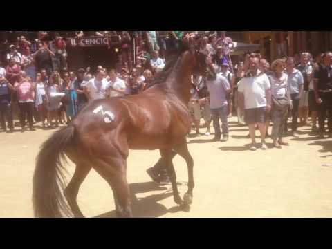 Palio di Siena - Tratta dei Cavalli 29/06/2016 - L