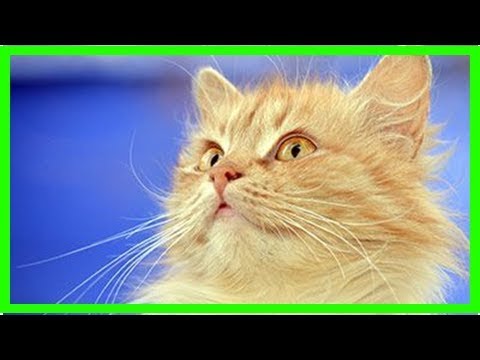 Feline hearing loss