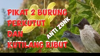 Download lagu suara pikat burung perkutut dn kutilang ribut mp3