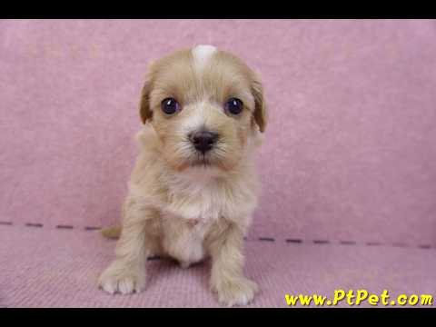 10/18馬爾泰迪母幼犬1號