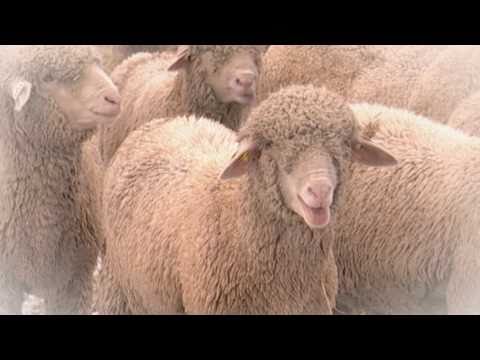 Sheep Dip - on the Sheep Farm