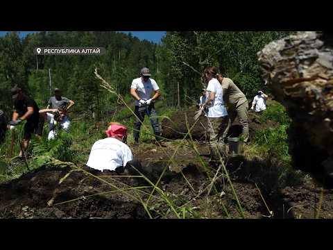 4 тысячи молодых сосен высадили в Майминском районе Республики Алтай (23.06.26г.Бийское телевидение)