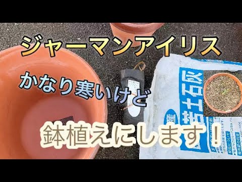 園芸 根茎アイリス、ガーデンアイリス、ヒゲアイリス
